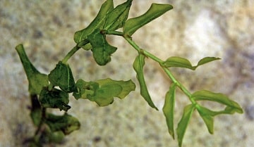 Clasping-Leaf Pondweed
