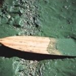 Planktonic algae on oar