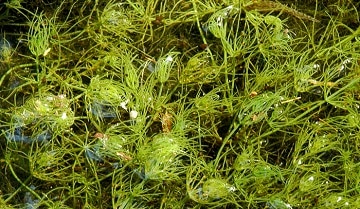 Chara algae close up on top of water