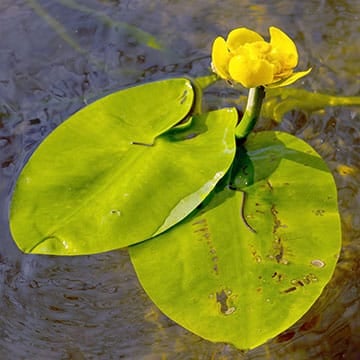 Spatterdock (Cow Lily)