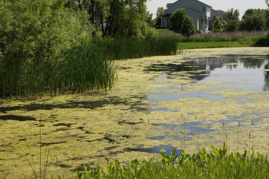 Filamentous algae on still neighborhood pond