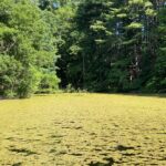 Duckweed in clumps covering pond