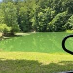 Planktonic algae bright green in pond