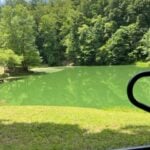 Bright green planktonic algae in a pond.