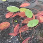 Watershield red and green leaves up close in water