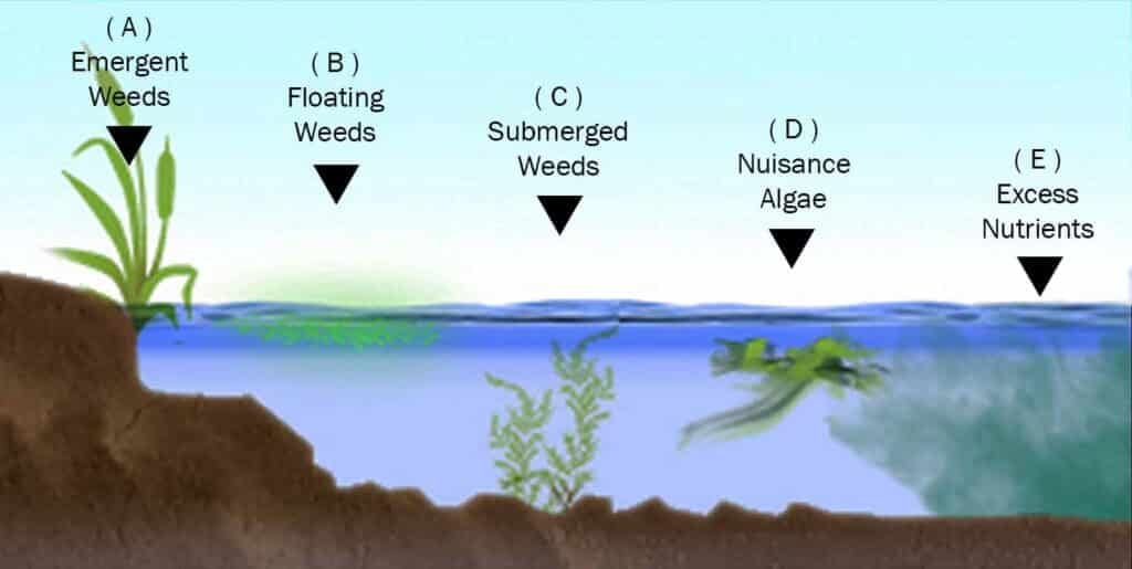Pond Plants and Lake Plants How To Control Aquatic Weeds