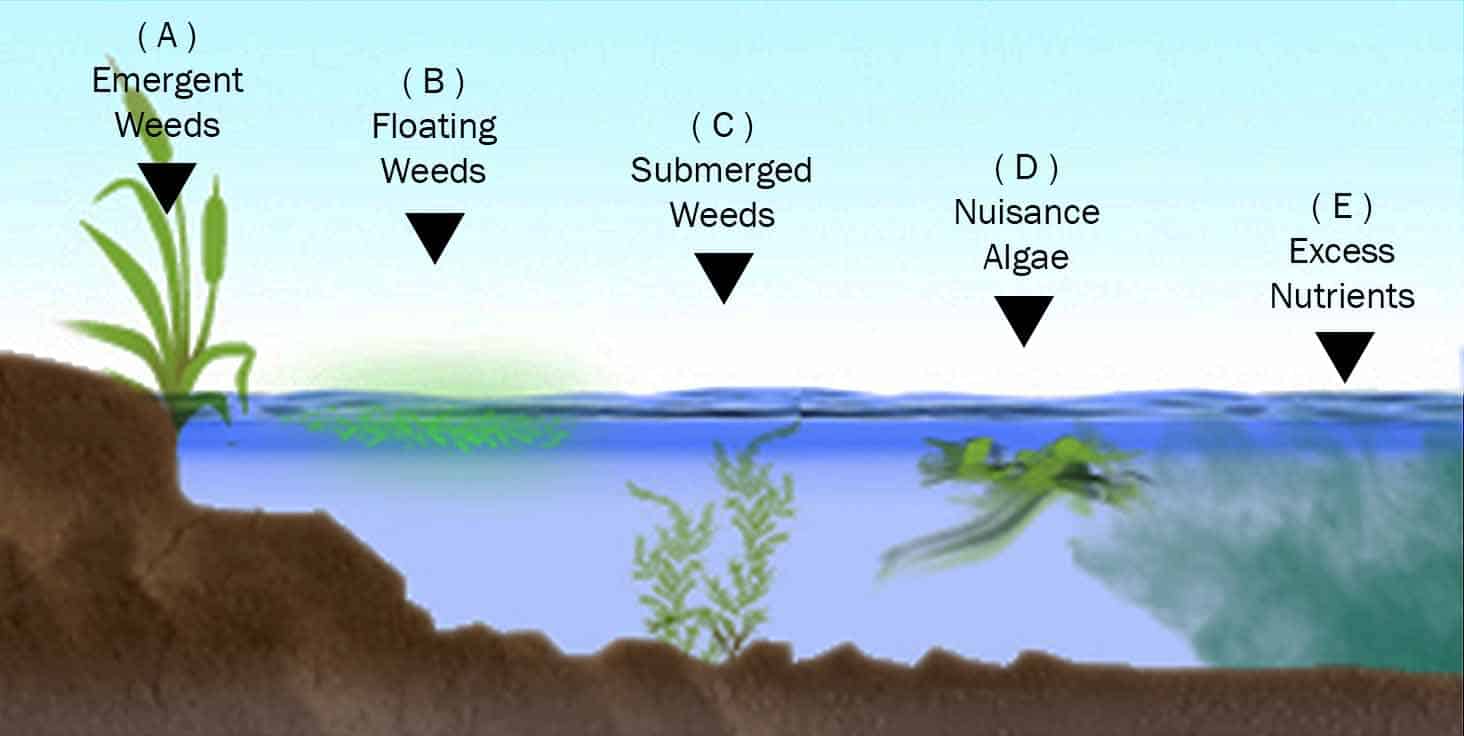 Submerged Freshwater Aquatic Plants Identification