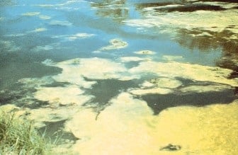 Algae on the surface of a pond.