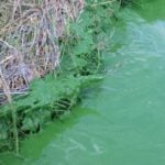 Planktonic algae in pond and on bank