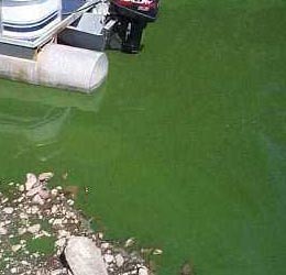 Planktonic algae around a boat.