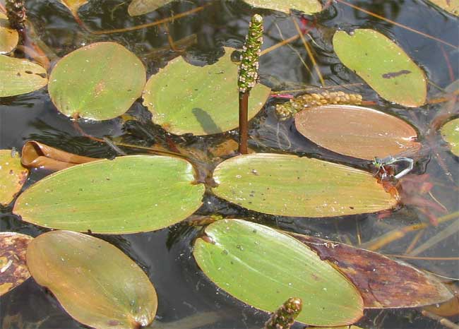 Floating-leaf Pondweed