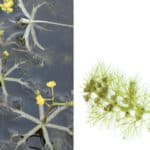 Bladderwort in water and white background comparison