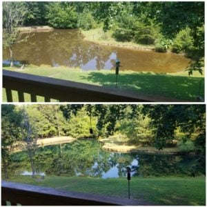 pond dye before and after