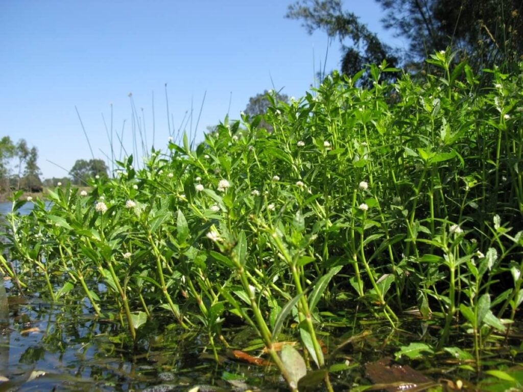 Alligatorweed group with flowers growing out of pond edge.