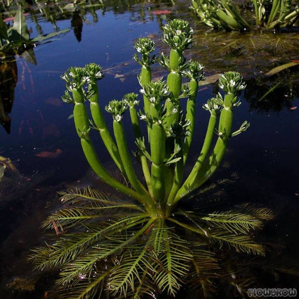 American featherfoil single plant.