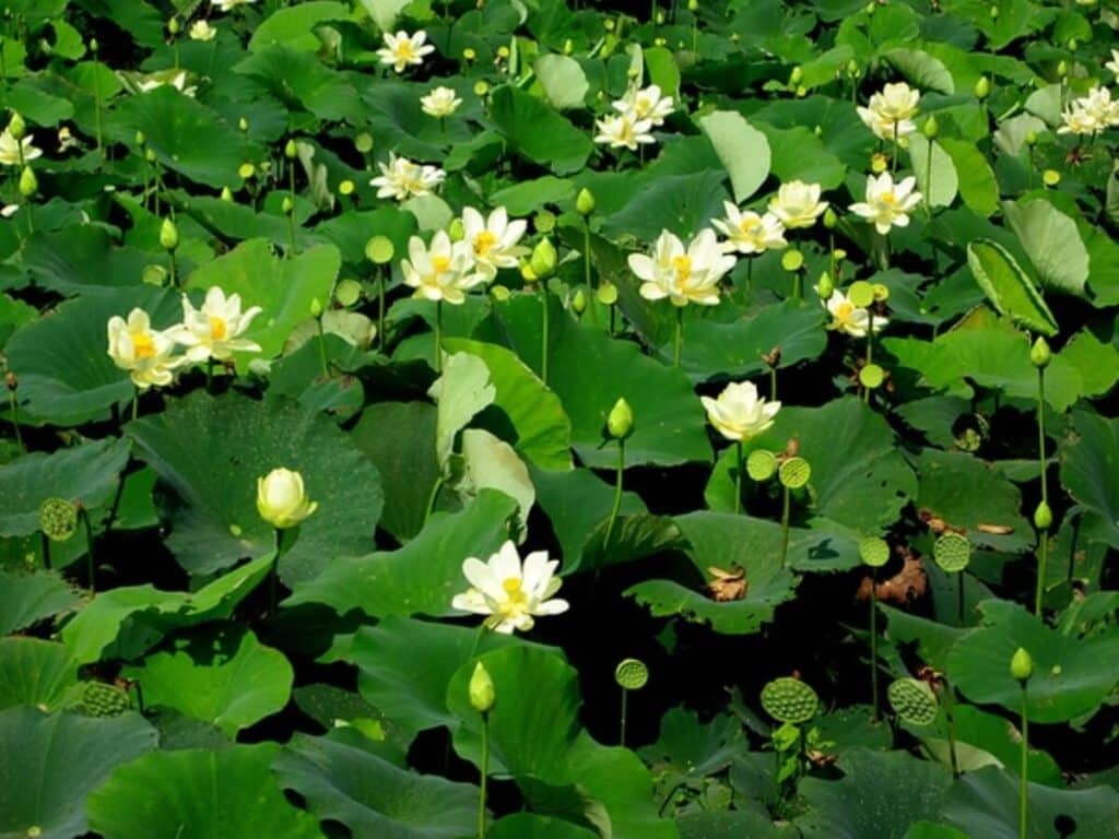 American lotus in group with buds and flowers.