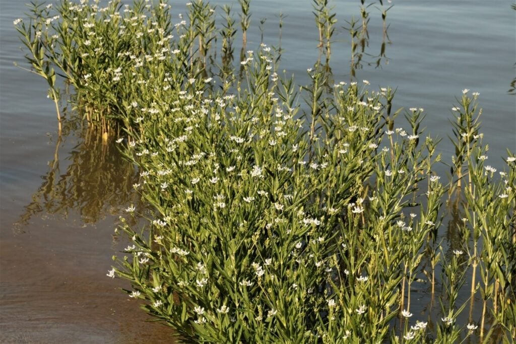 American water willow growing in a line in a lake.