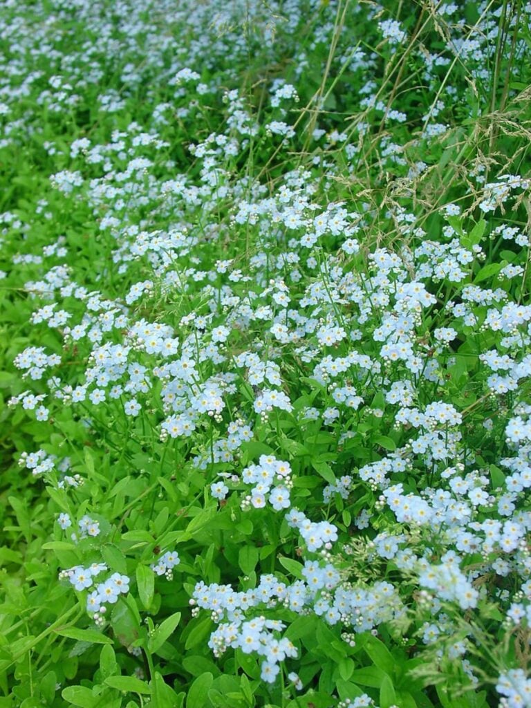 Aquatic forget me not large cluster with flowers.