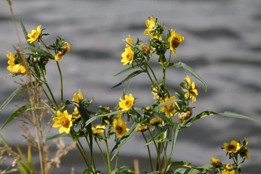 Bur marigold flowers and leaves close up.