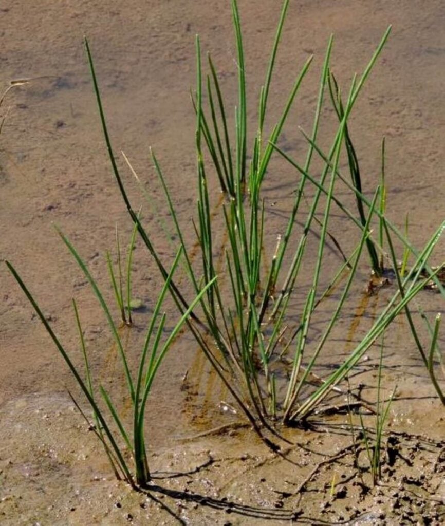 Chinese water chestnut growing in mud.