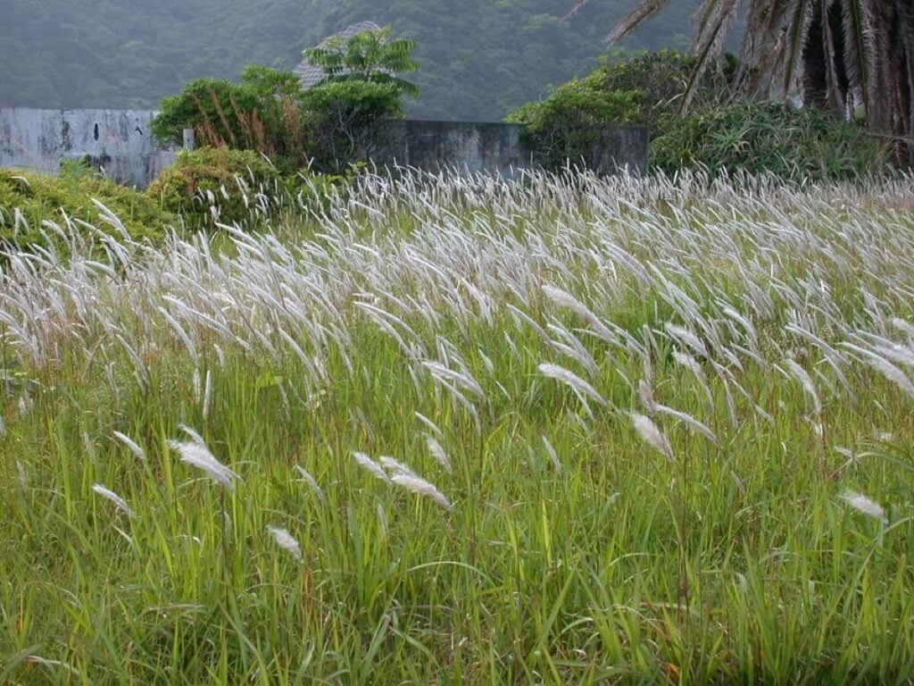 Cogongrass in field.