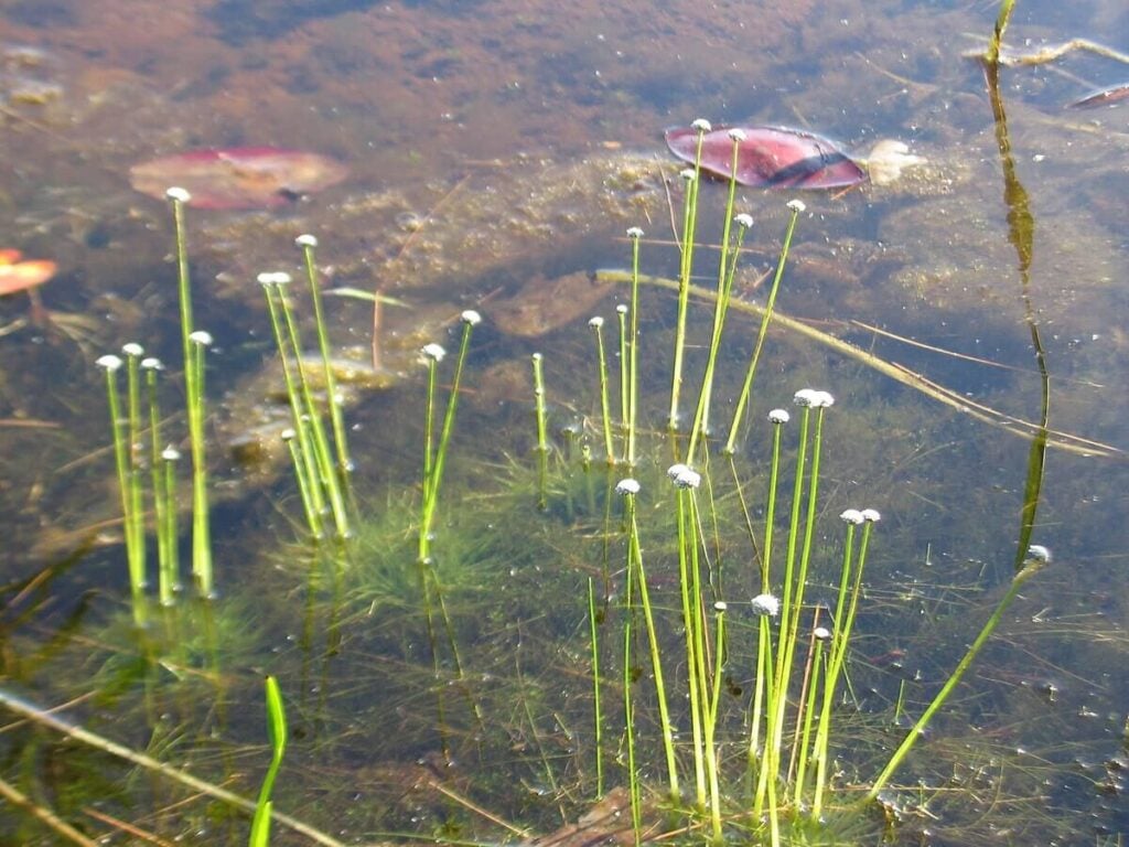 Common pipewort coming out of the water.