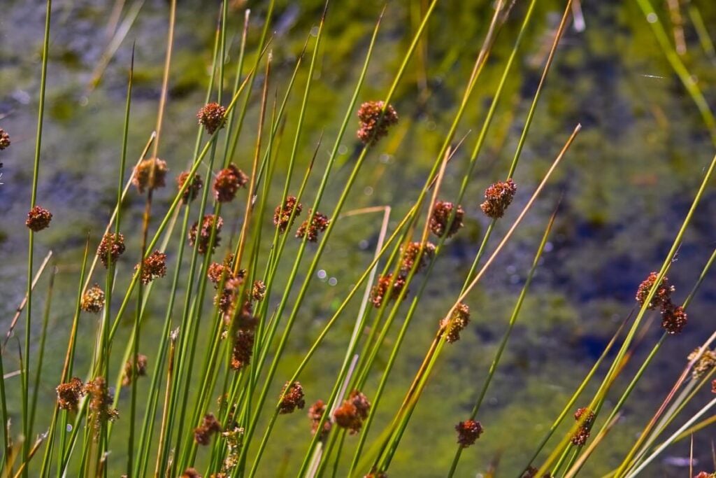 Common rush group close up.