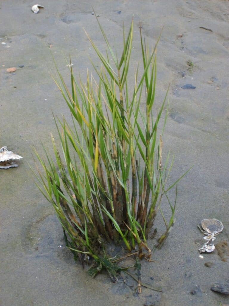 Cordgrass cluster in sand.