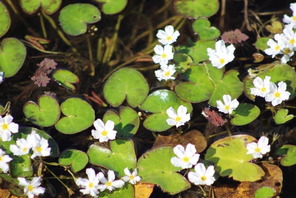 Crested floating heart flowers and leaves.