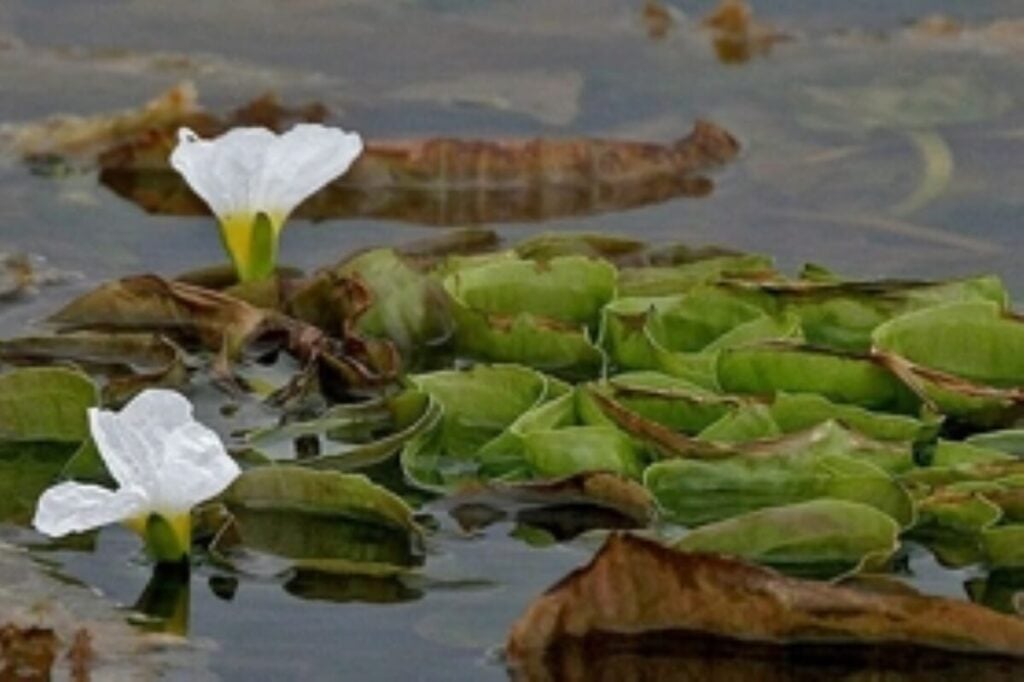 Duck lettuce floating in water with leaves and two flowers.