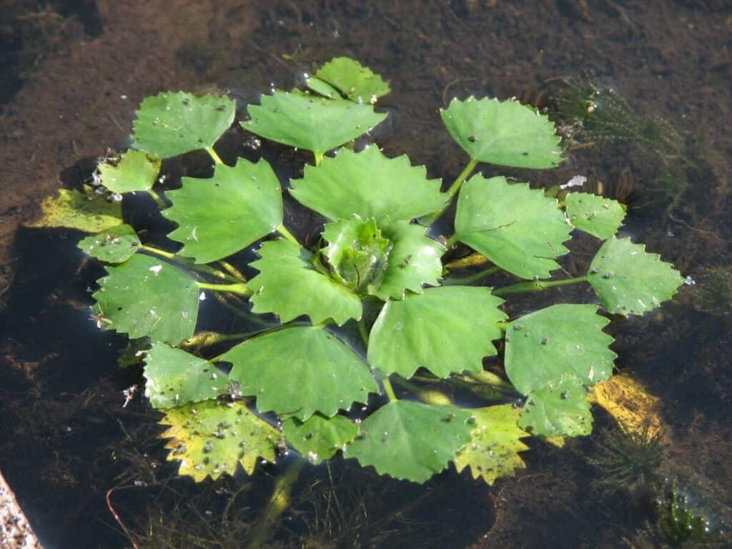 European water chestnut in shallow water.