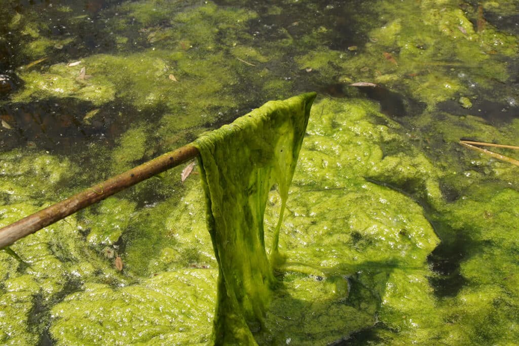 A stick coming out of a pond covered in filamentous algae.