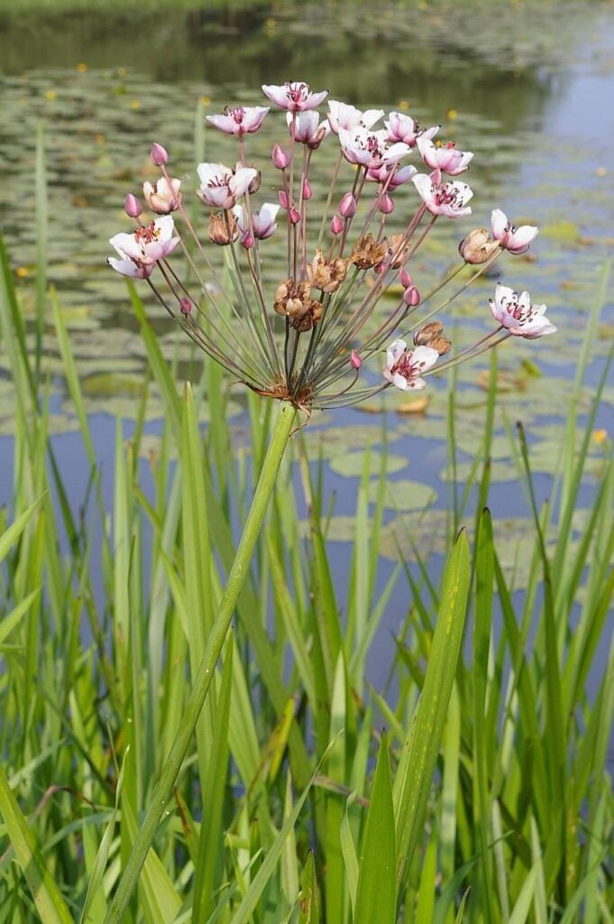 Flowering rush flowers, some buds, some open, some spent, on a single plant.