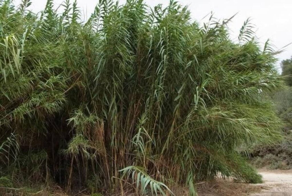 Giant reed in large group.