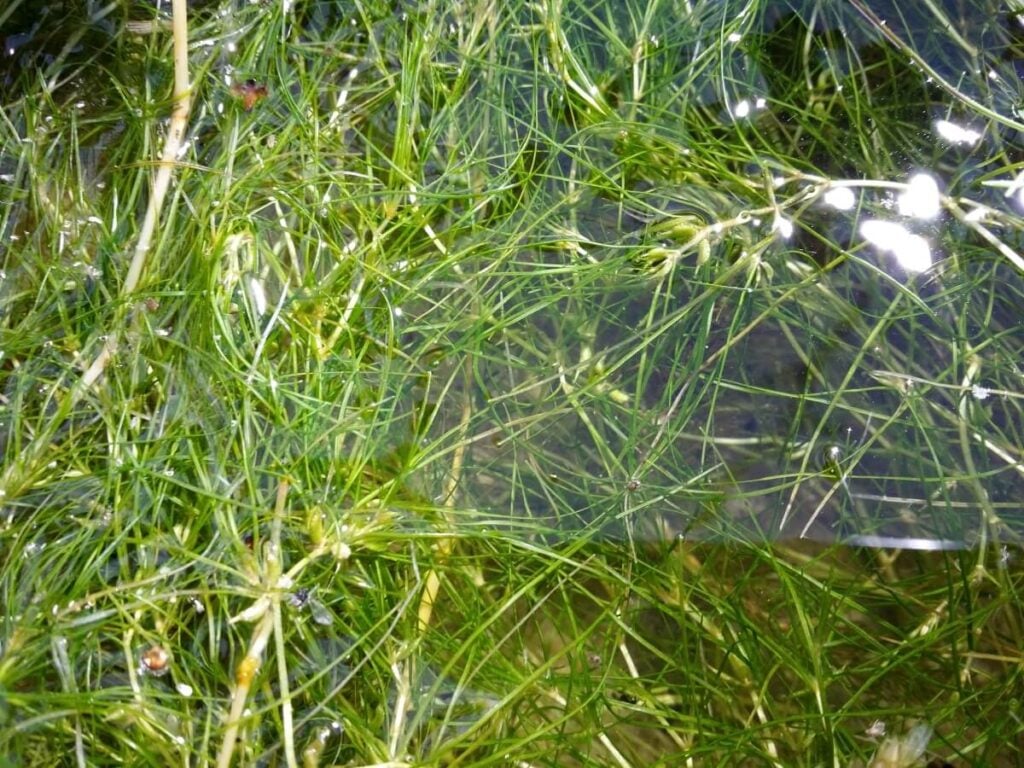 Horned pondweed floating in a cluster at the surface of the water.