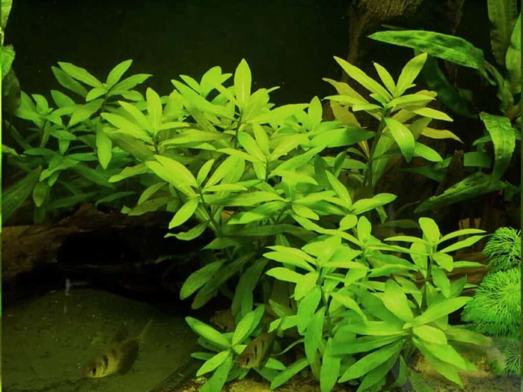 Indian swampweed underwater.