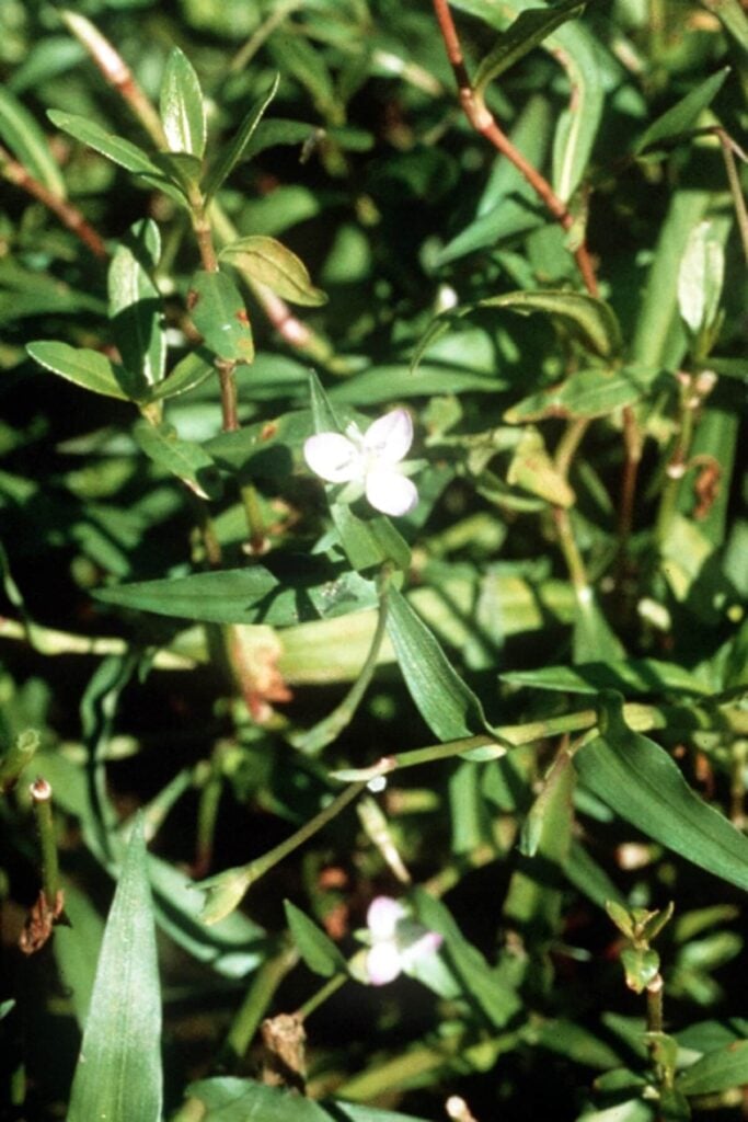 Close up of marsh dewflower.