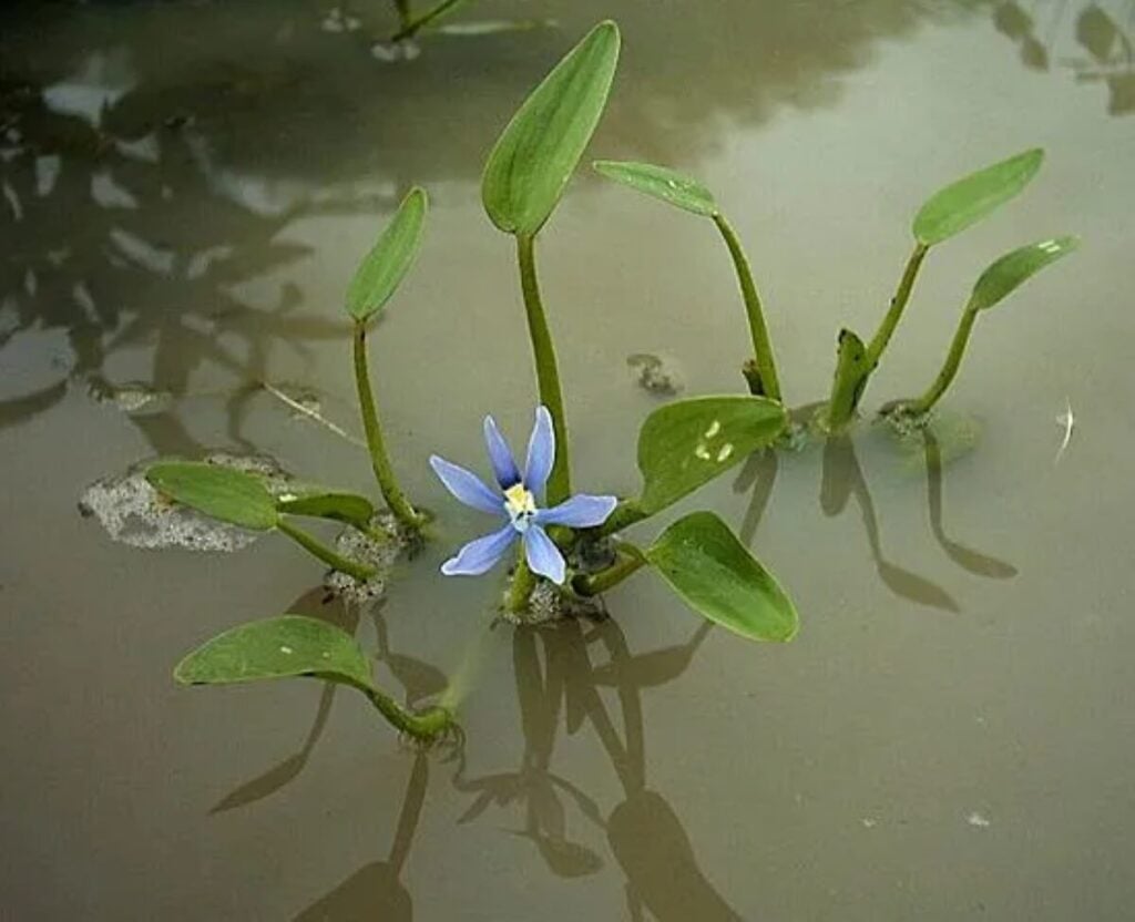 Mud plantain in the water.