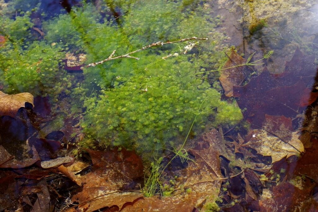 Many groups of Nitella in water with leaves and a stick.