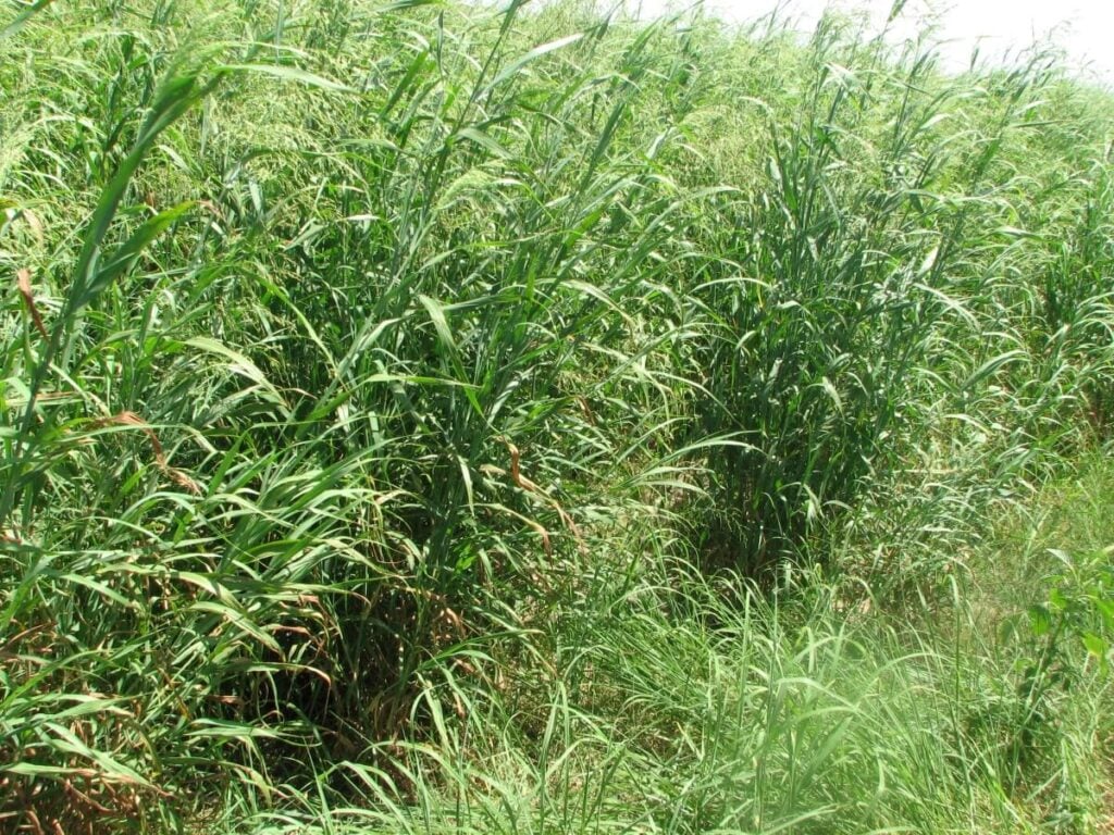 Large cluster of panic grass.