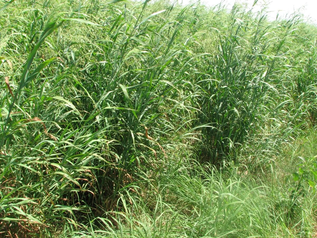 Panic grass discount