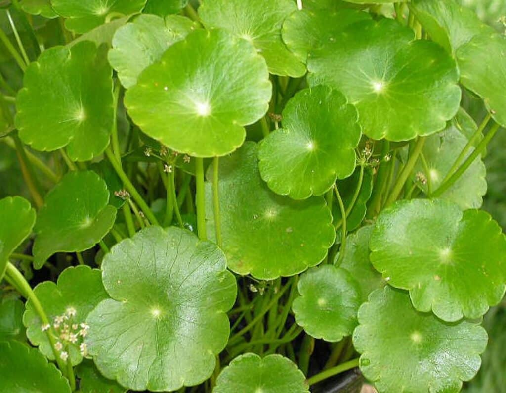 Close up of common pennywort leaves.