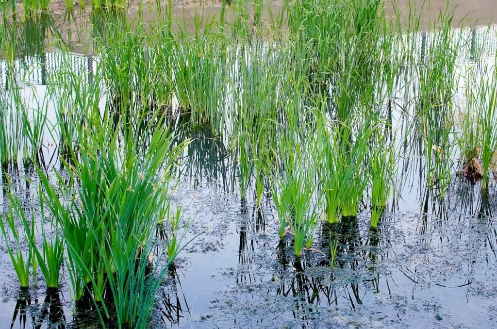 Pond sedge in groups growing out of the water.