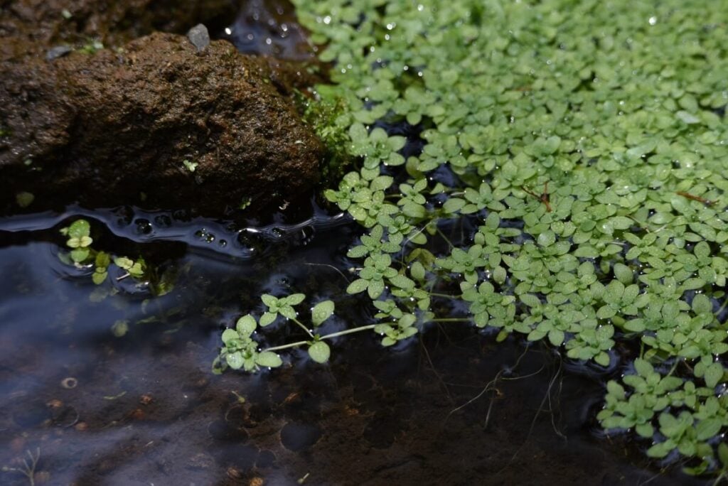 Pond water starwort in shallow water.