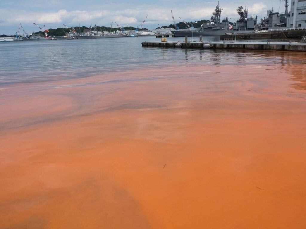Red algae all over in water.