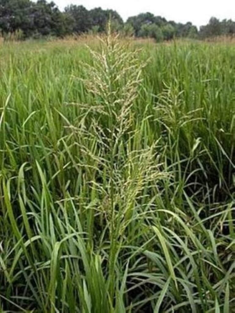 Reed mannagrass in a field.