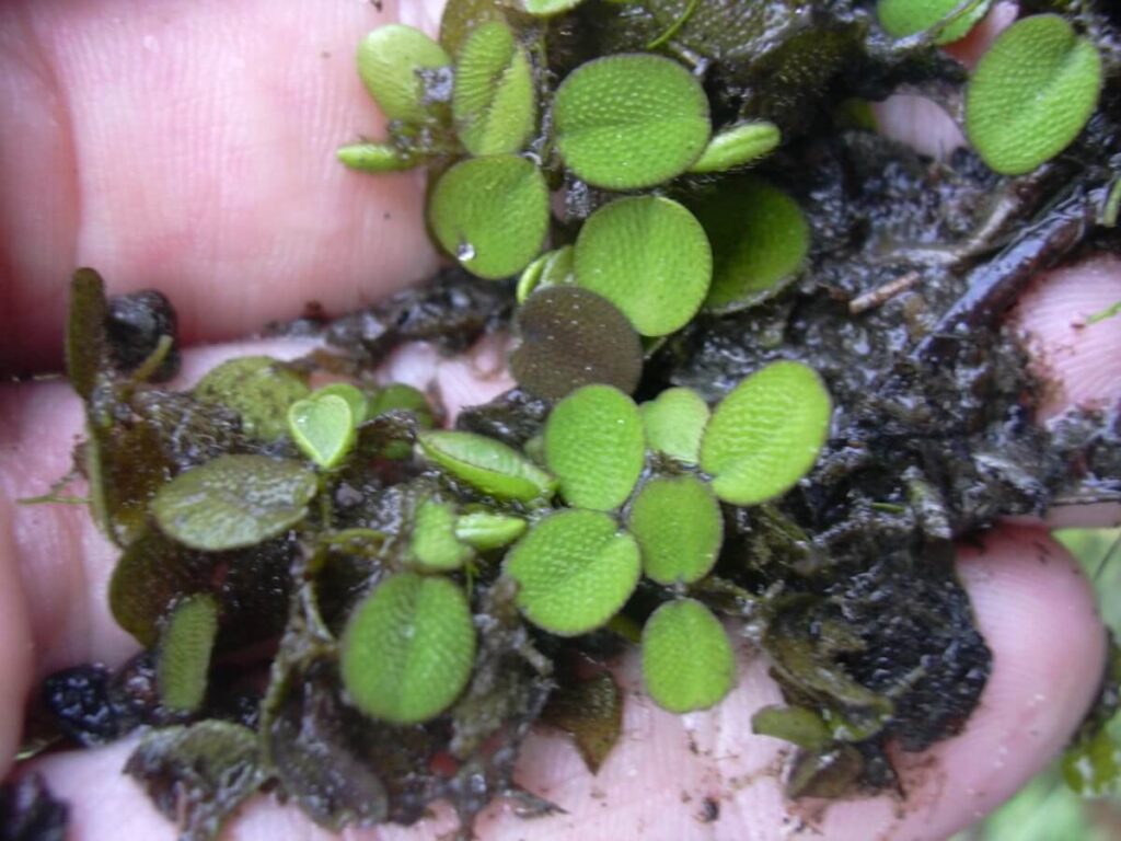 Close up of Salvinia in hand.