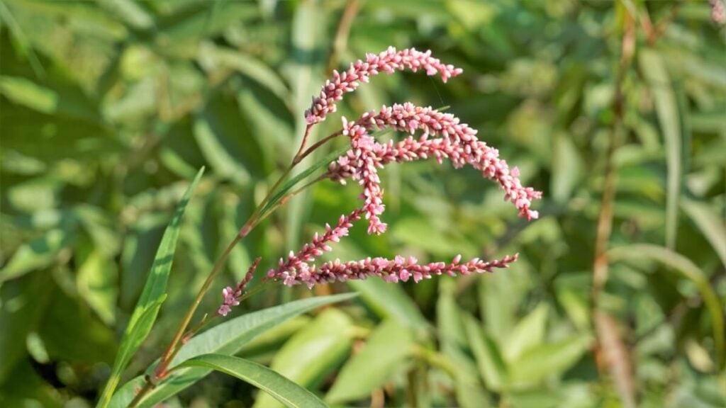 Close up of smartweed flowers.