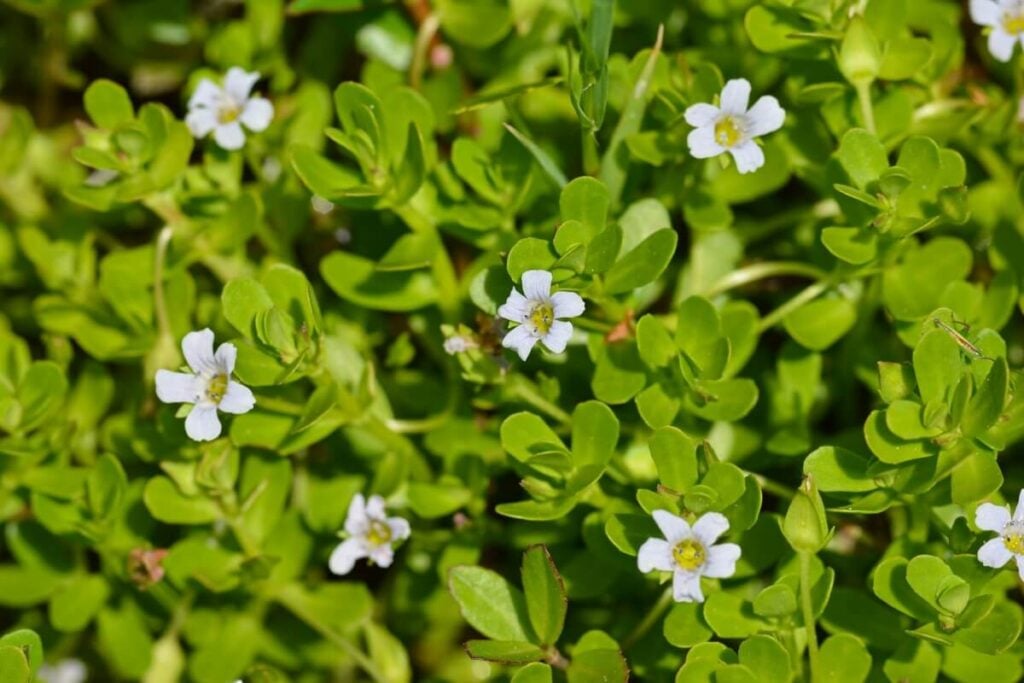 Close up of smooth waterhyssop flowers and leaves.