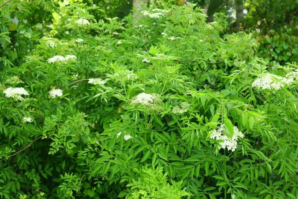 Spotted water hemlock in a forest.